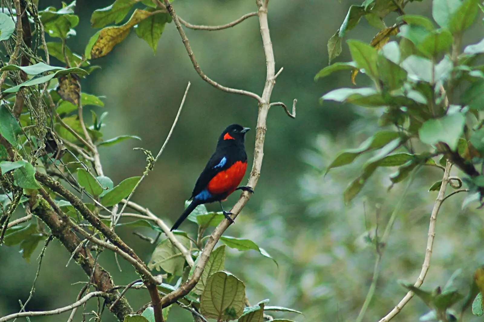 Global Big Day: Avistamiento de Aves & Conexión Natural